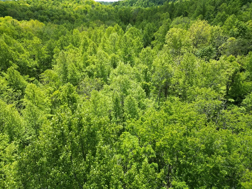 9999 Chestnut Flat Road Mckee KY 40447