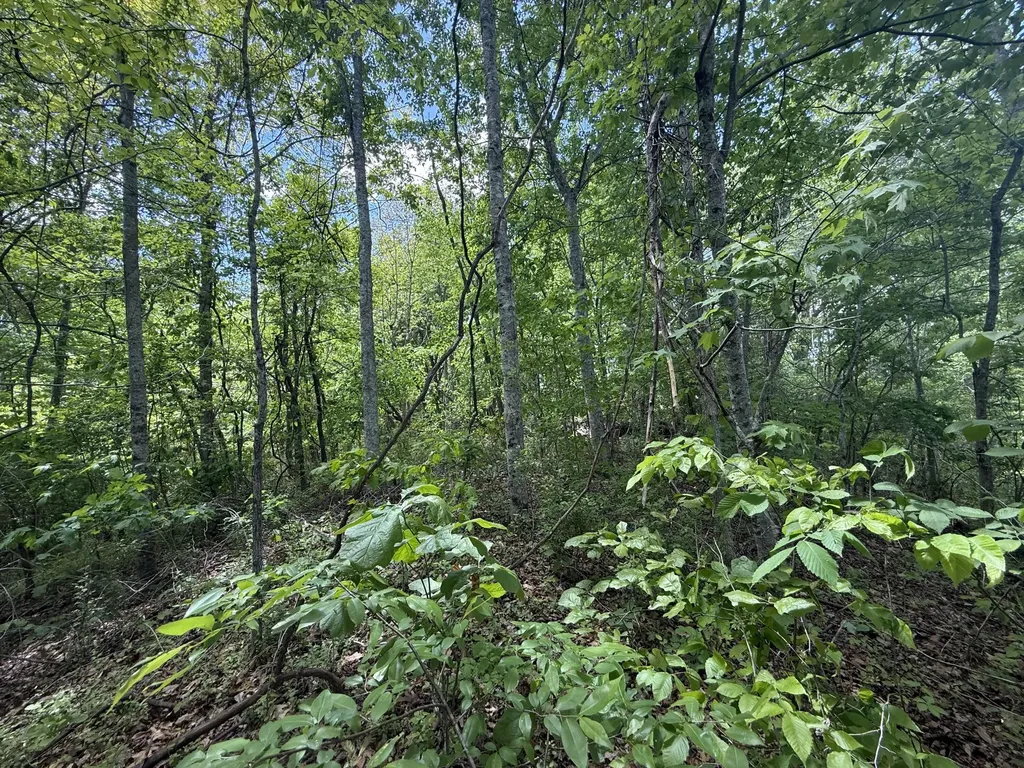 9999 Chestnut Flat Road Mckee KY 40447