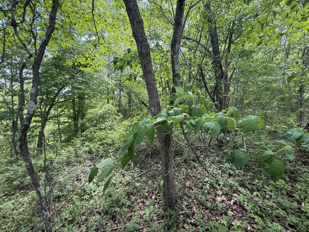 9999 Chestnut Flat Road Mckee KY 40447