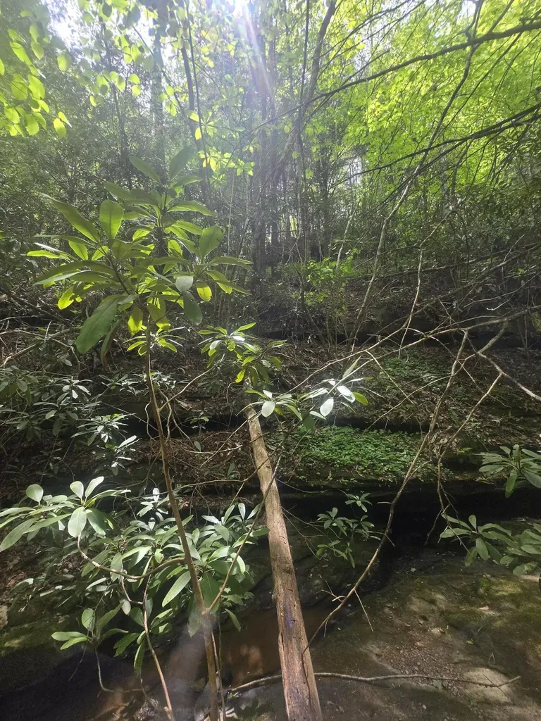 Lot 2 Mullins Point Wicked Oak Road Campton KY 41301