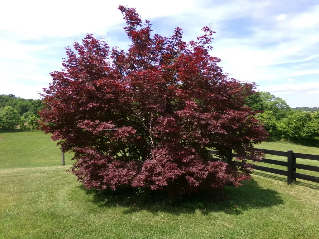 3884 Stepstone Road Owingsville KY 40360
