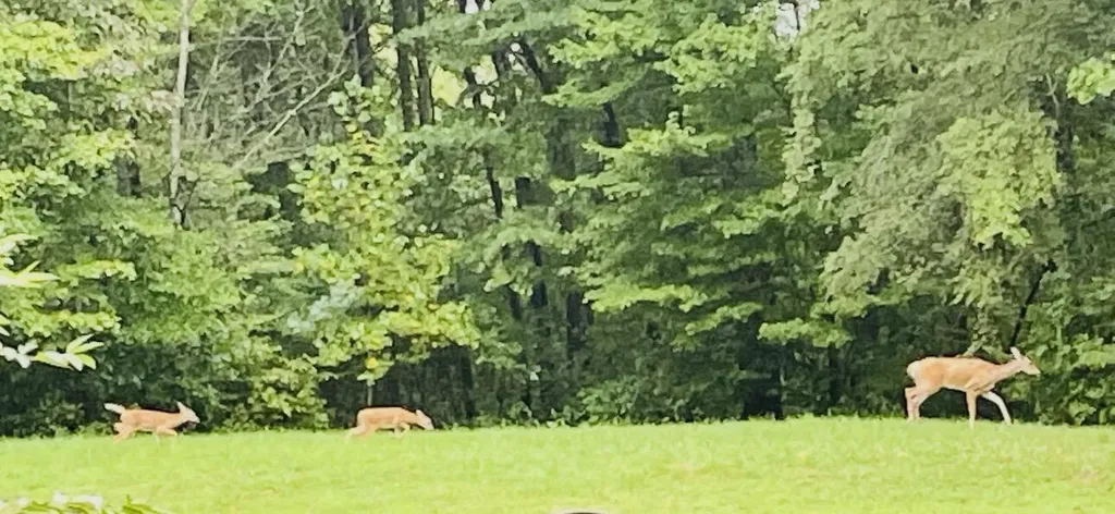 Lot 33 Ridge Road Russell Springs KY 42642