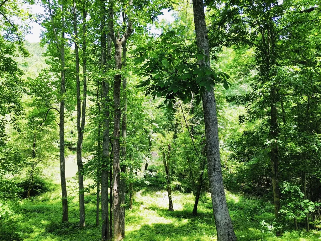 139 Kilbreth Lane Garrison KY 41141