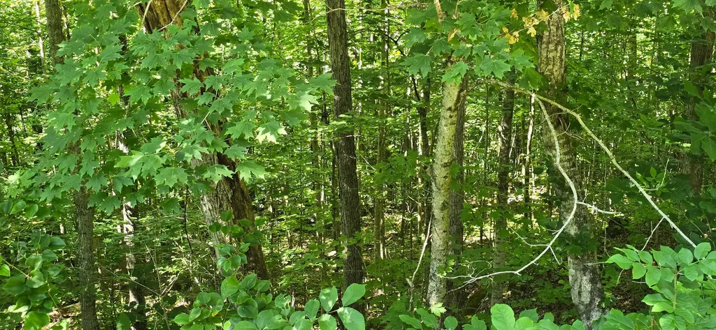 0, Lot 1 Roberts Bend Road Burnside KY 42519