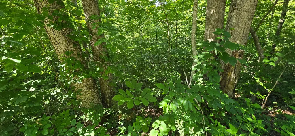0, Lot 1 Roberts Bend Road Burnside KY 42519