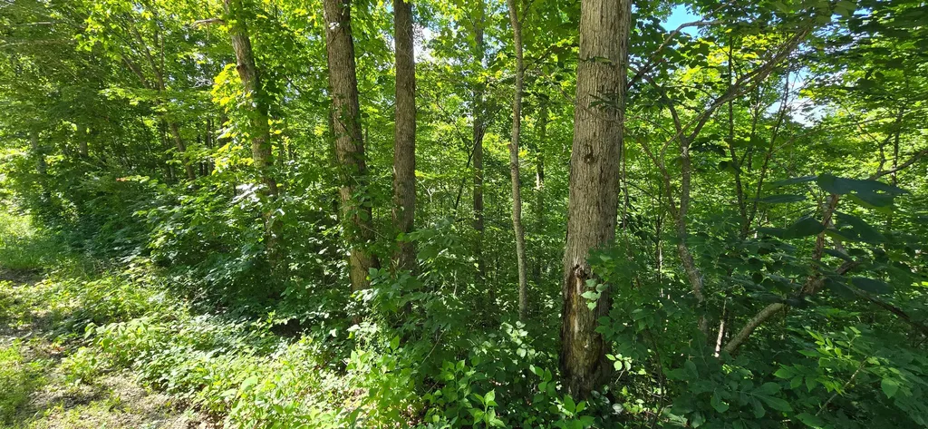 0, Lot 1 Roberts Bend Road Burnside KY 42519