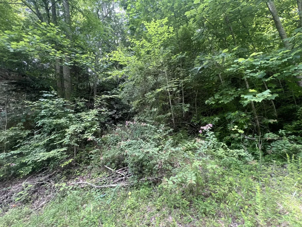 207 Jim Hollow Road Pineville KY 40977