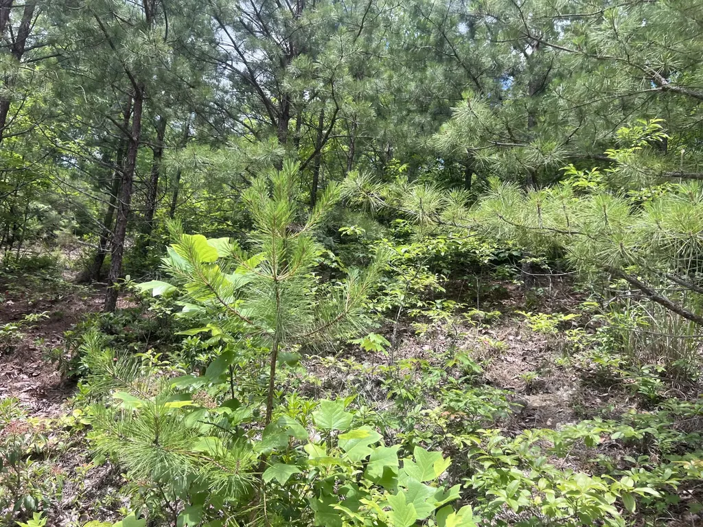 207 Jim Hollow Road Pineville KY 40977