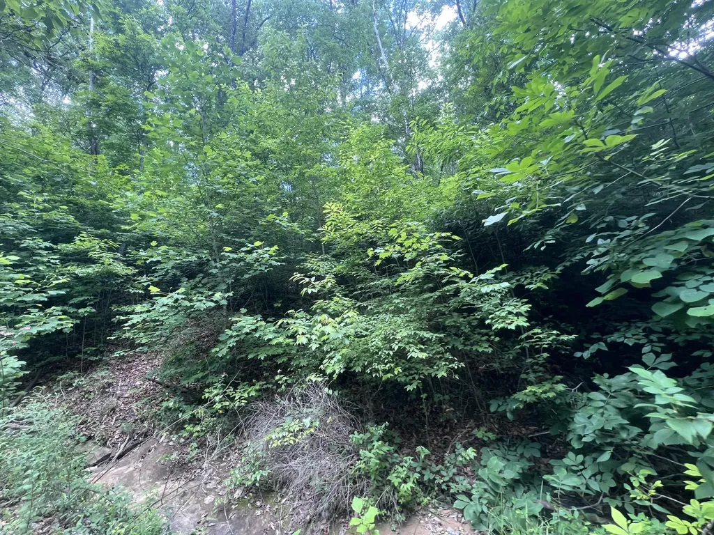 207 Jim Hollow Road Pineville KY 40977