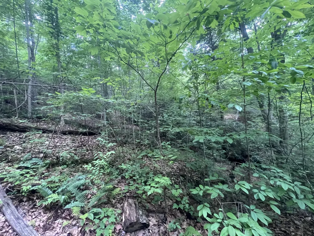 207 Jim Hollow Road Pineville KY 40977