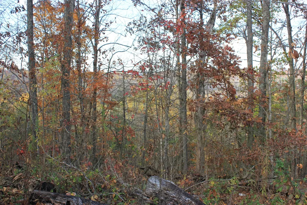 63 Cove Branch Road Orlando KY 40460