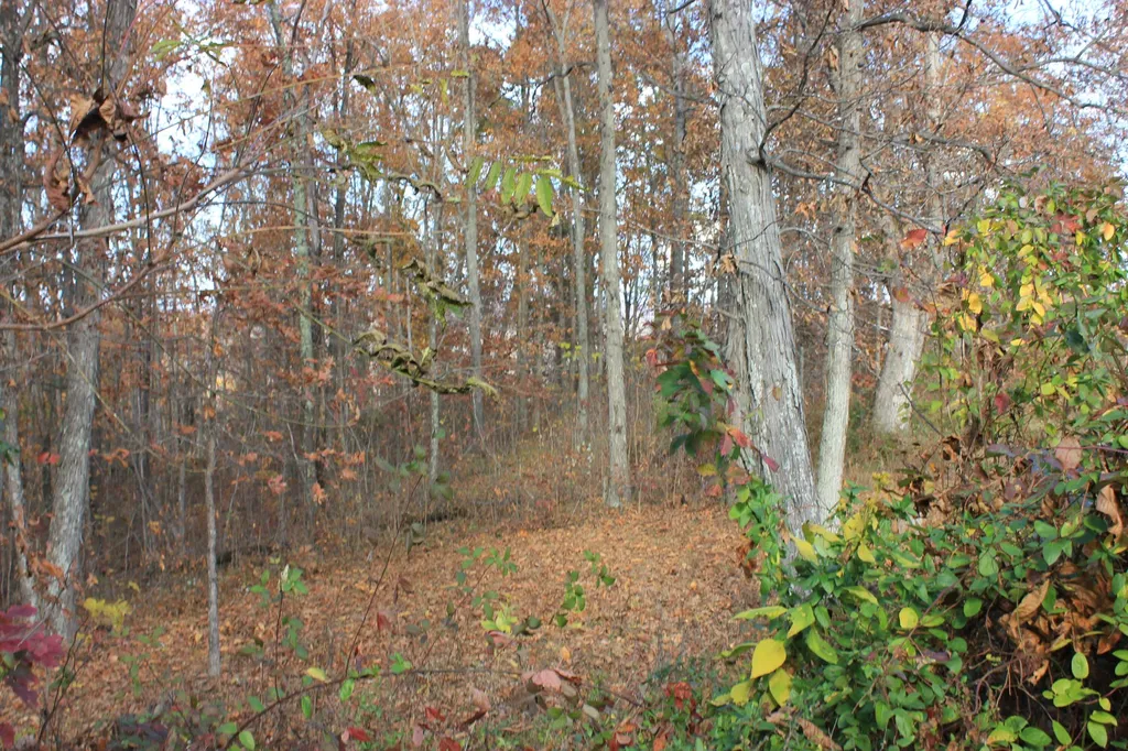 63 Cove Branch Road Orlando KY 40460