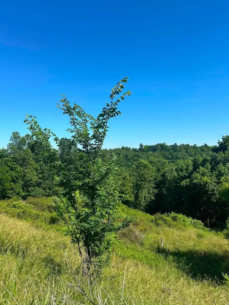 440 Randolph Road Olive Hill KY 41164