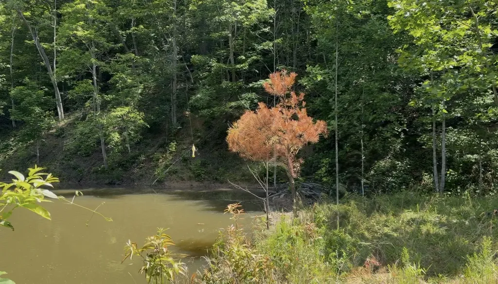 400 Clearfork Road Morehead KY 40351
