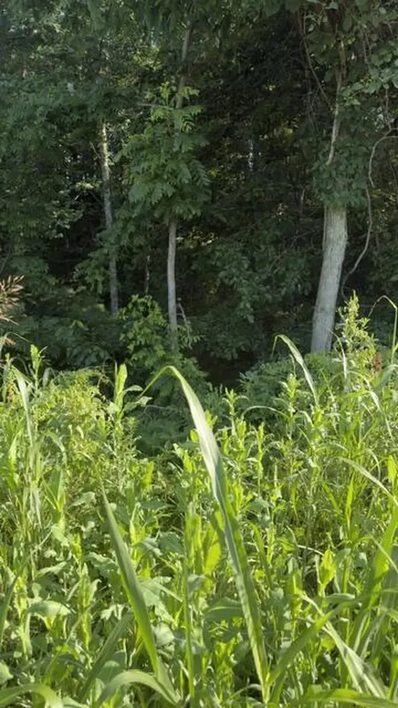 1350 Norwood Mt. Zion Road Science Hill KY 42553