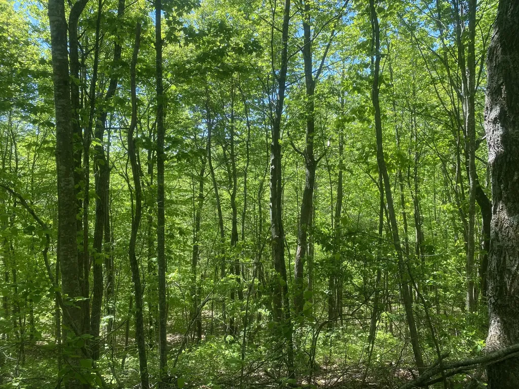 532 Rogers Lane Mckee KY 40447