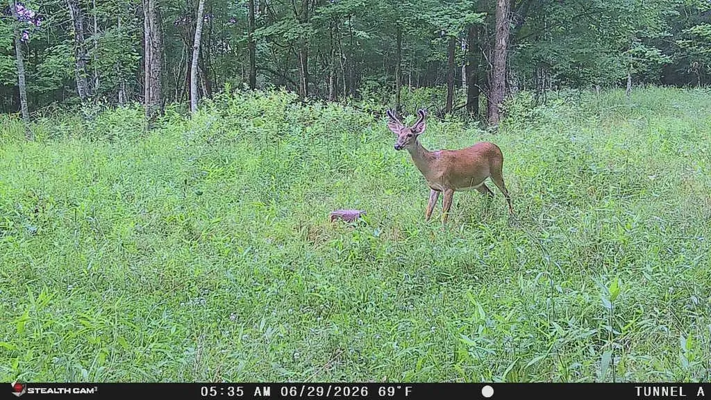 694A Tunnel Ridge Road Argillite KY 41121