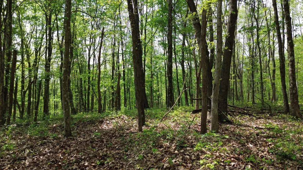 1271A Tunnel Ridge Road Argillite KY 41121