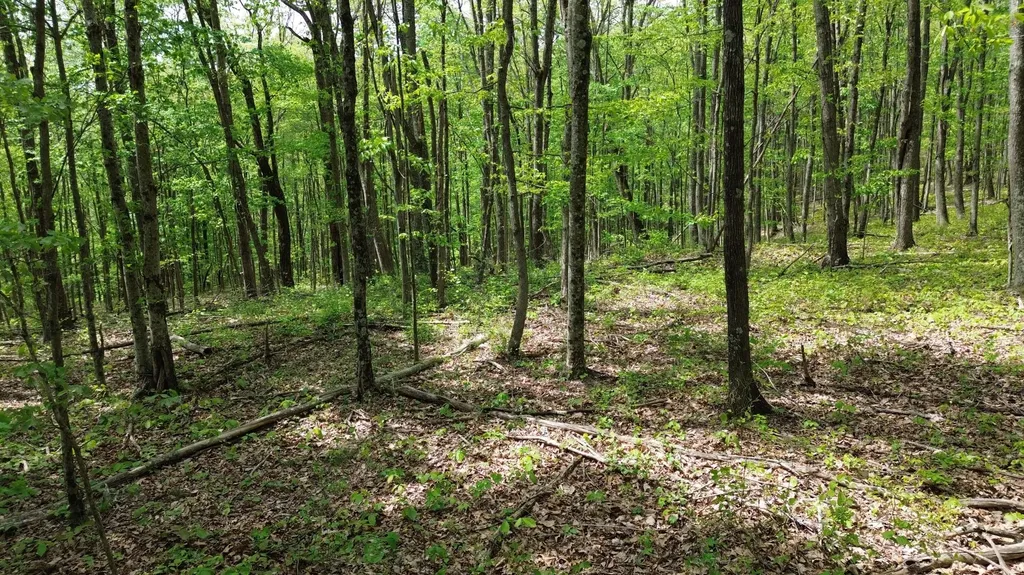 1271A Tunnel Ridge Road Argillite KY 41121