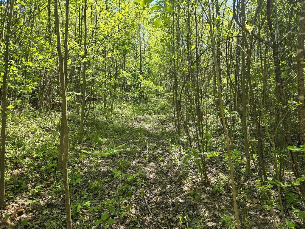 Tract C Angel Ridge Road Kings Mountain KY 40442