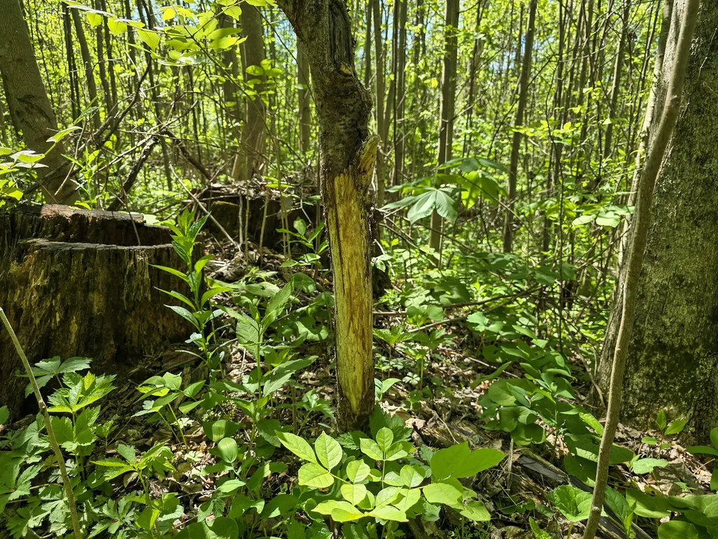 Tract C Angel Ridge Road Kings Mountain KY 40442