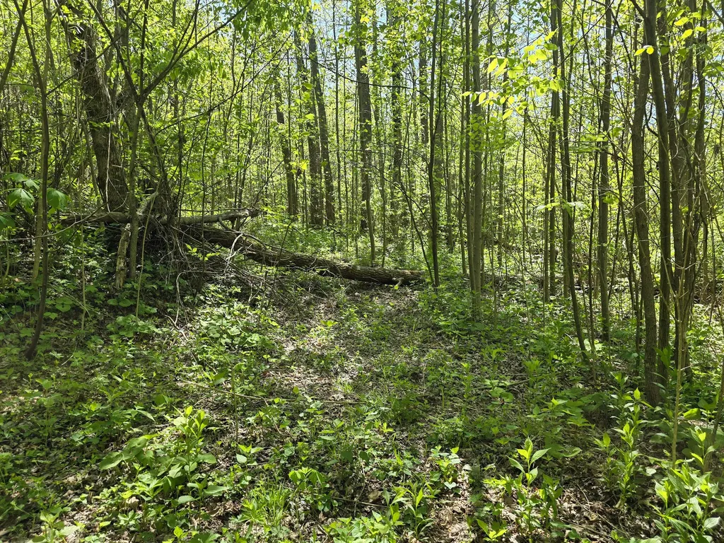 Tract C Angel Ridge Road Kings Mountain KY 40442