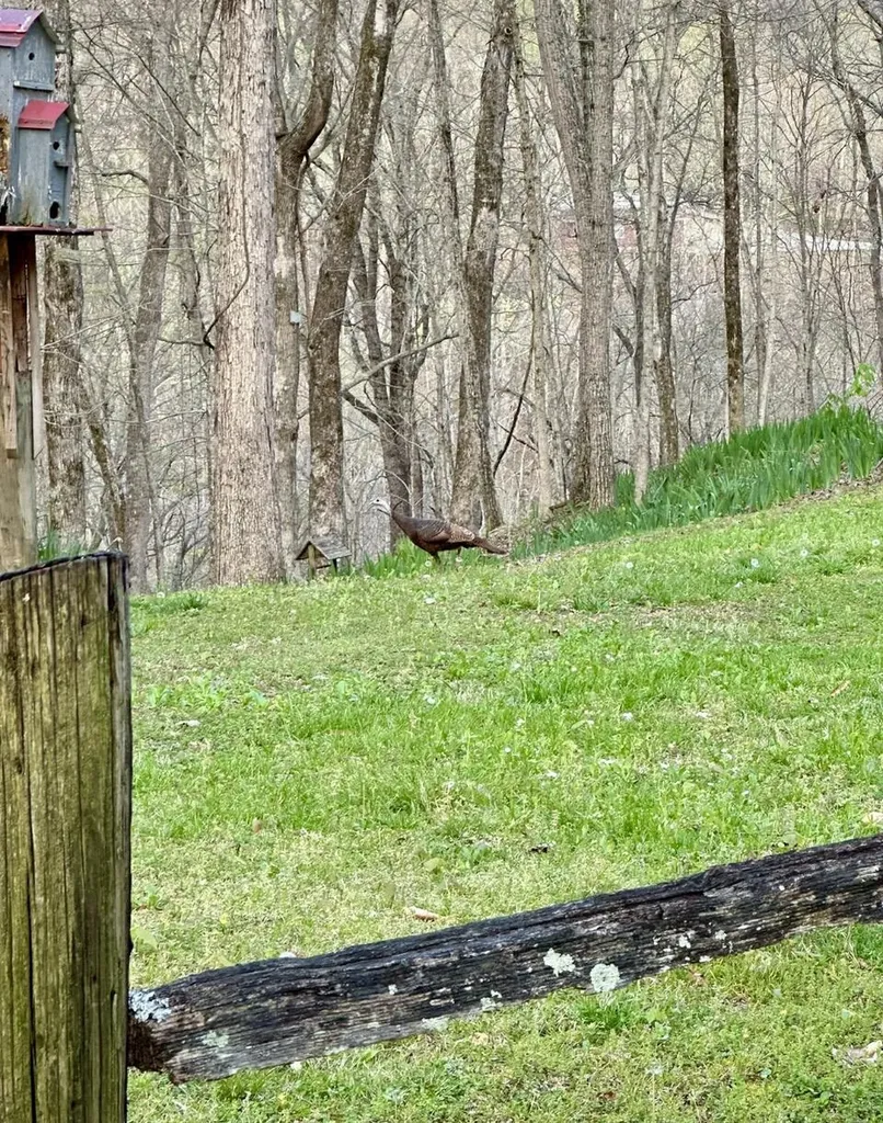 439 Eagles Bluff Road Monticello KY 42633