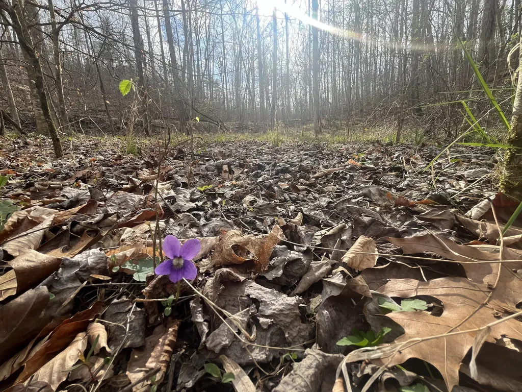 Lot Mountain Springs Cem Road Ravenna KY 40472