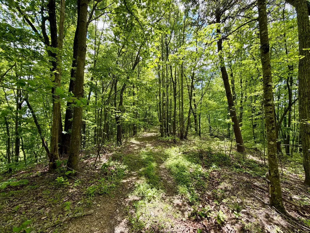 100A Open Fork Road Morehead KY 40351