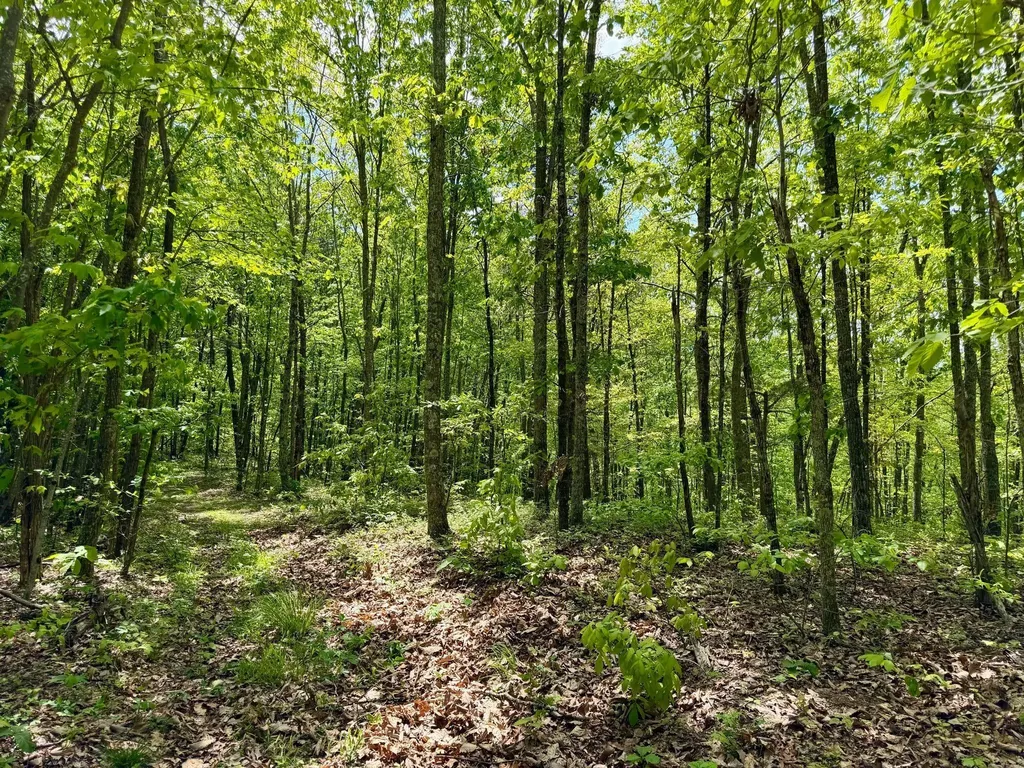 100A Open Fork Road Morehead KY 40351