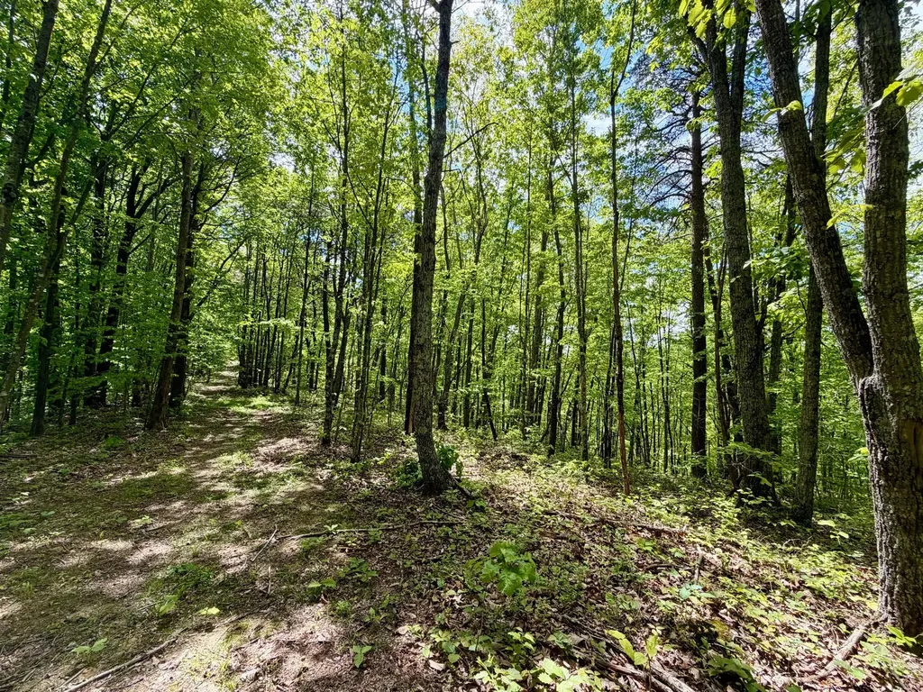 100A Open Fork Road Morehead KY 40351