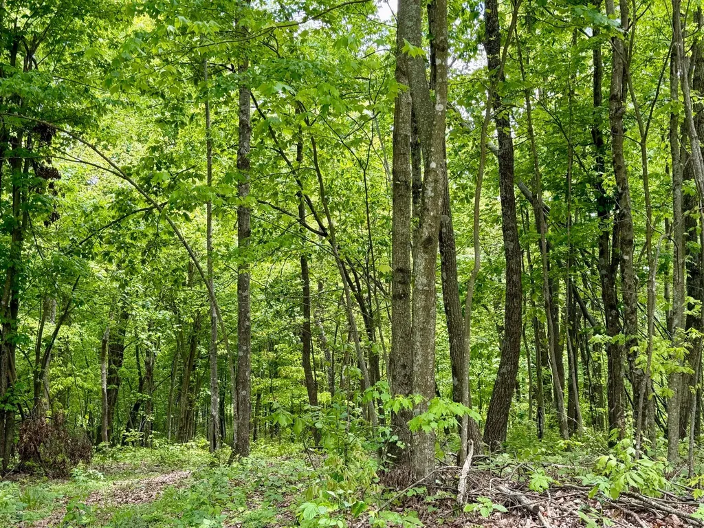 100A Open Fork Road Morehead KY 40351