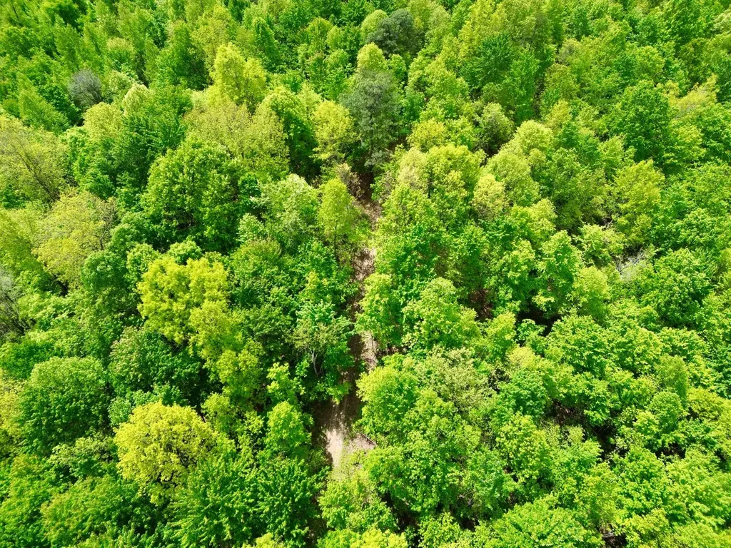 100A Open Fork Road Morehead KY 40351