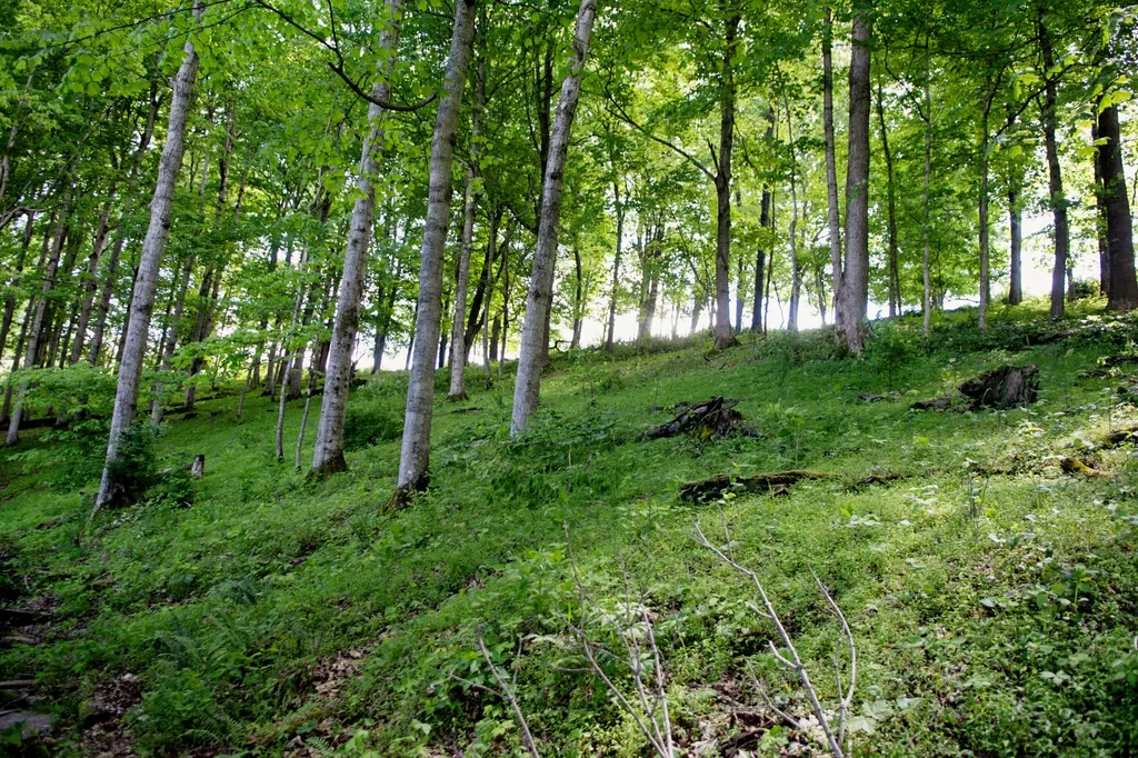 9733 Buckeye Road Lancaster KY 40444