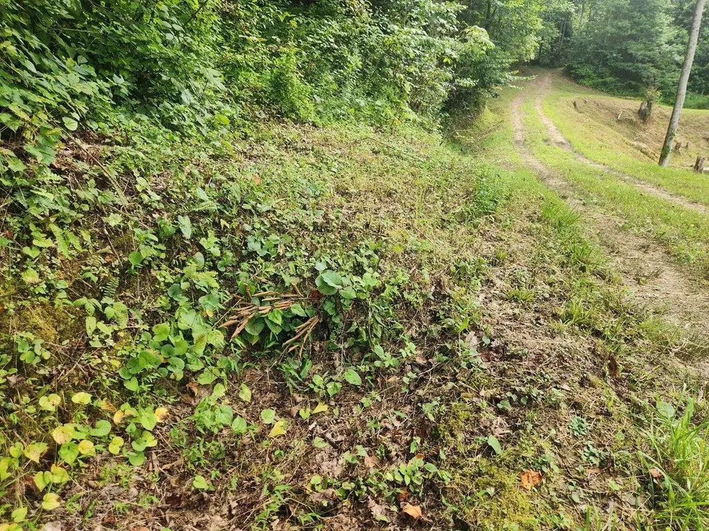 170 Birch Hollow Road Stanton KY 40380