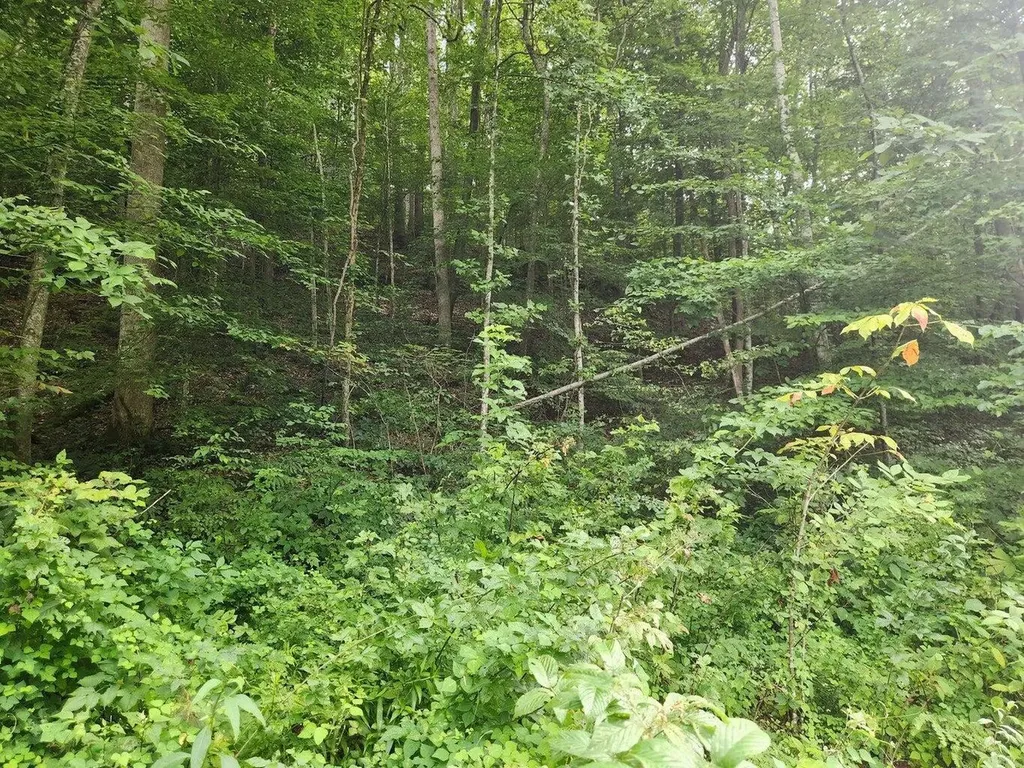 170 Birch Hollow Road Stanton KY 40380