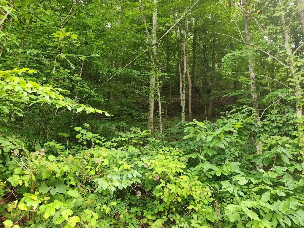 170 Birch Hollow Road Stanton KY 40380