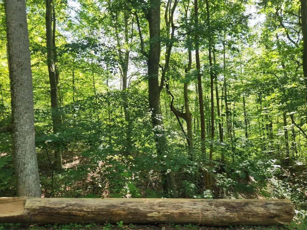 170 Birch Hollow Road Stanton KY 40380