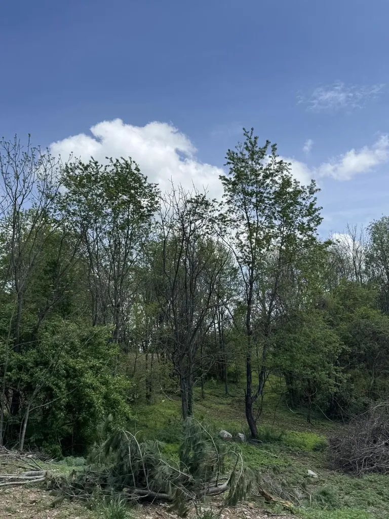 Lot - East Drive Danville KY 40422