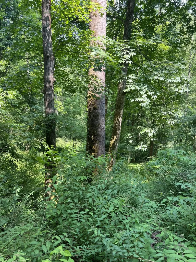 399 Hayes Branch Langley KY 41645