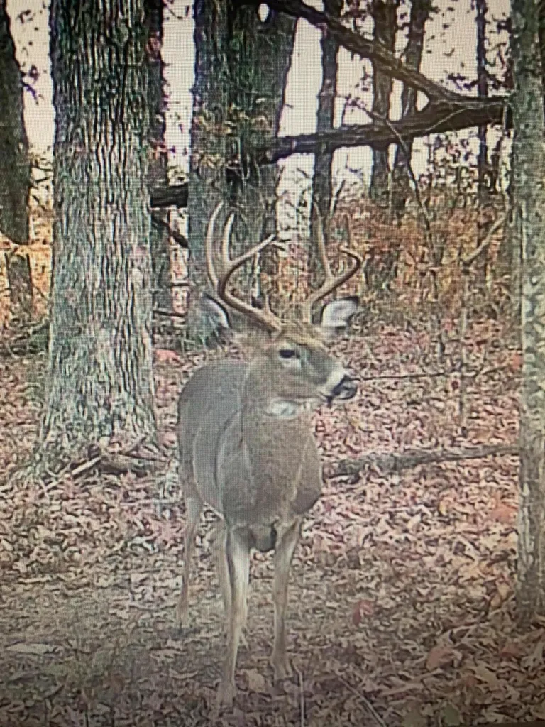 127 Mccoy Branch Road Louisa KY 41230
