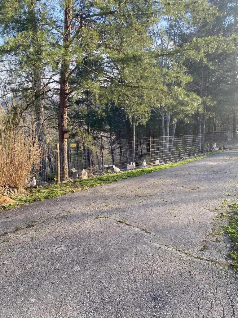 11598 Red Lick Road Irvine KY 40336