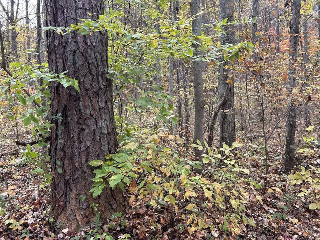 70 Millstone Road Clay City KY 40312
