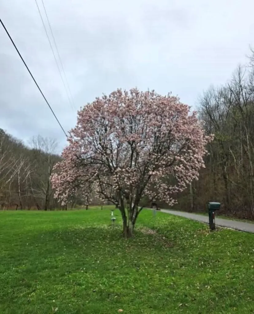 2246 Asa Creek Road Hager Hill KY 41222