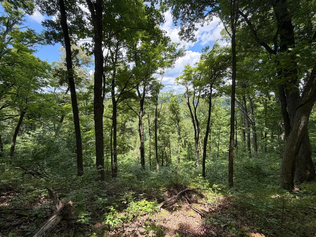 3800A Butcher Hollow Road Van Lear KY 41265