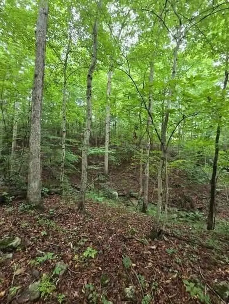 0 Beechmont Road Morehead KY 40351
