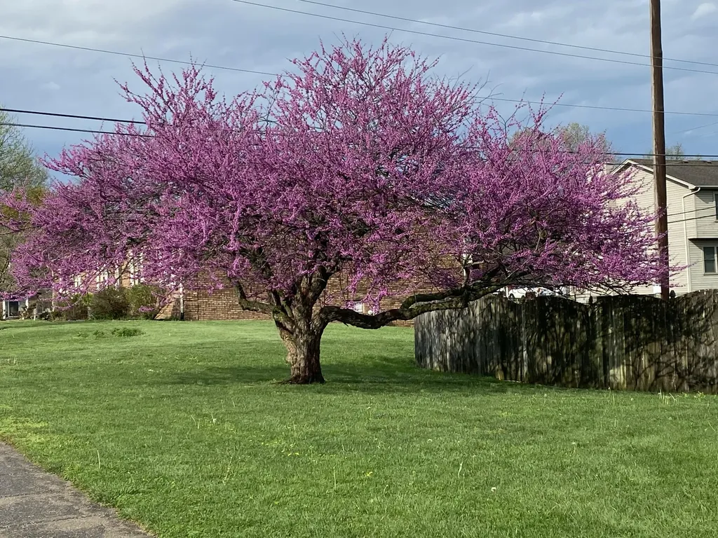 402 Peachtree Road Nicholasville KY 40356