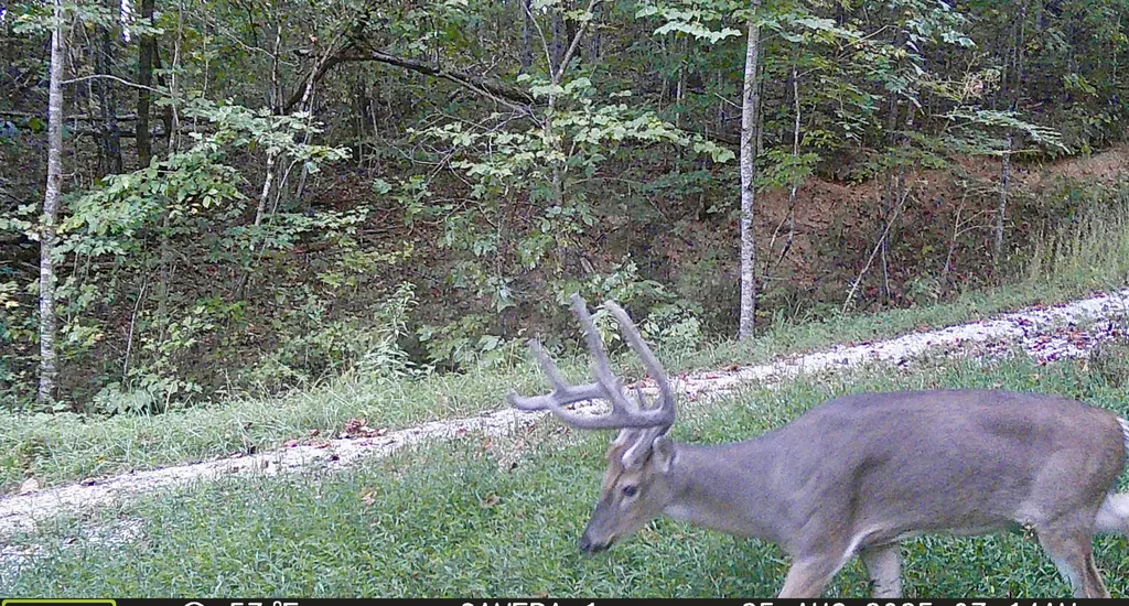 217 Acres Highway 1675 Somerset KY 42501