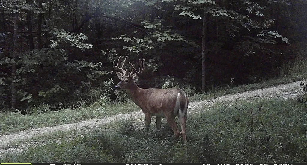 217 Acres Highway 1675 Somerset KY 42501