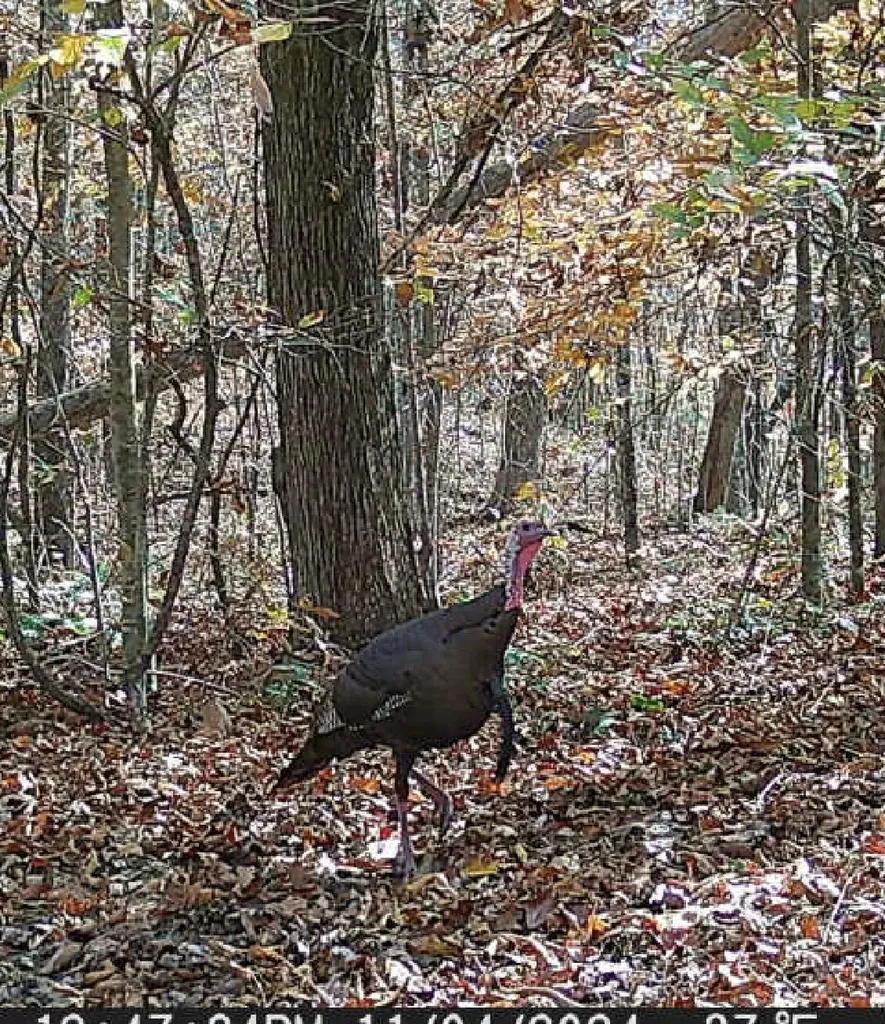 217 Acres Highway 1675 Somerset KY 42501